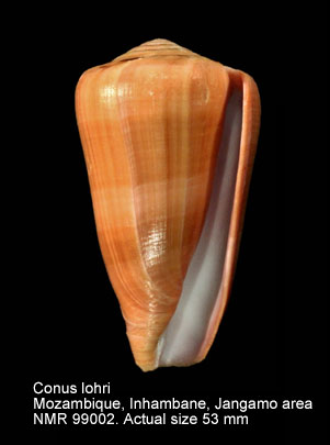 Conus lohri.jpg - Conus lohri Kilburn,1972